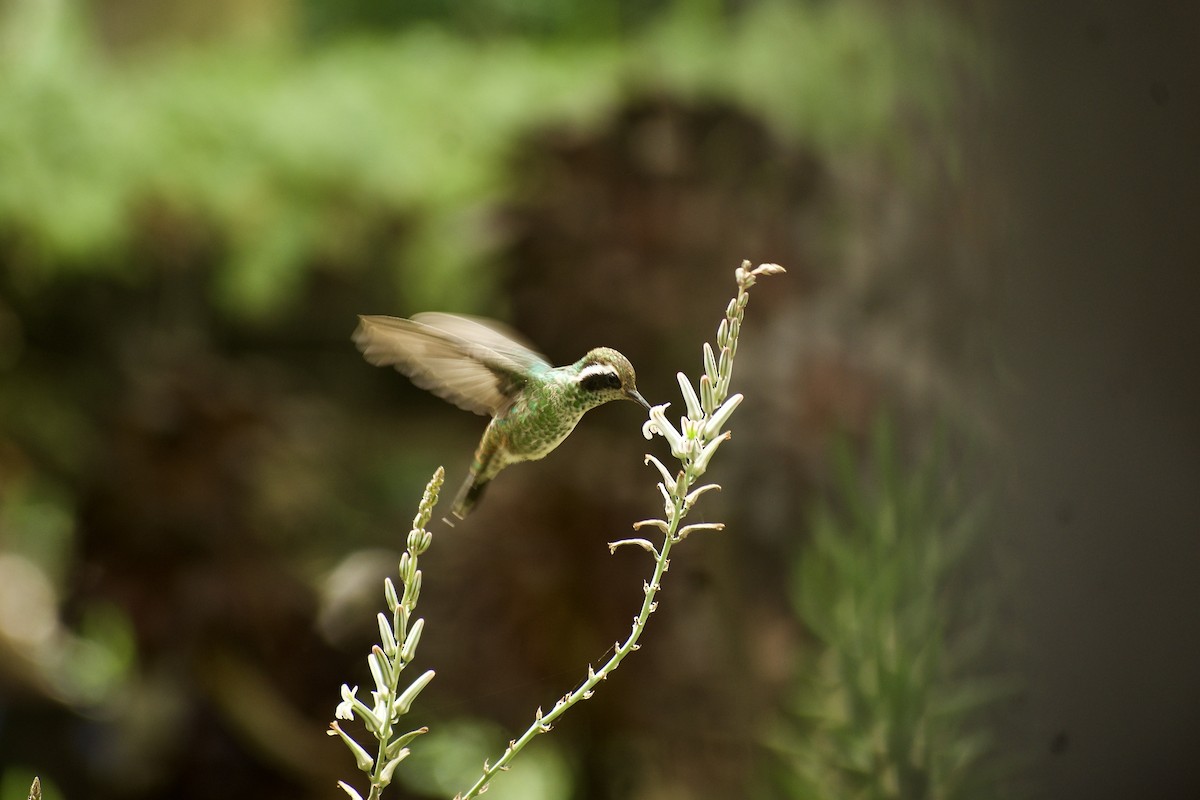 White-eared Hummingbird - Roberto Jovel