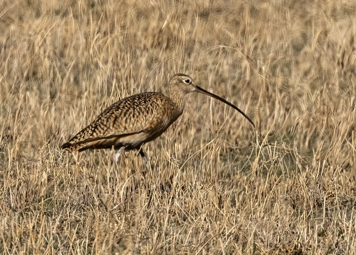 Long-billed Curlew - ML617261292