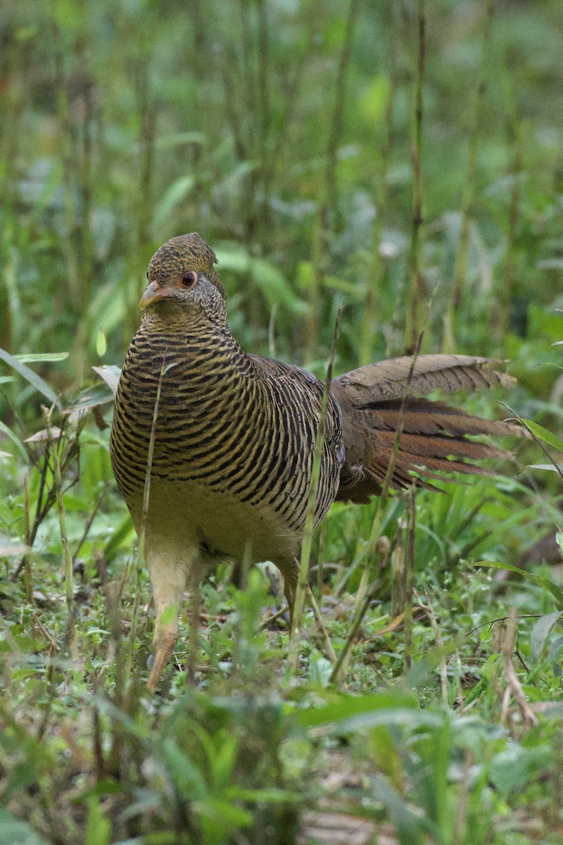 Golden Pheasant - ML617261398