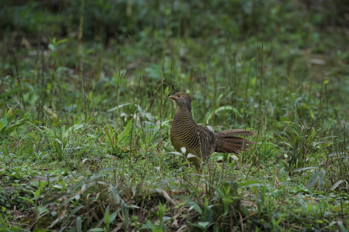 Golden Pheasant - Iwan Roberts