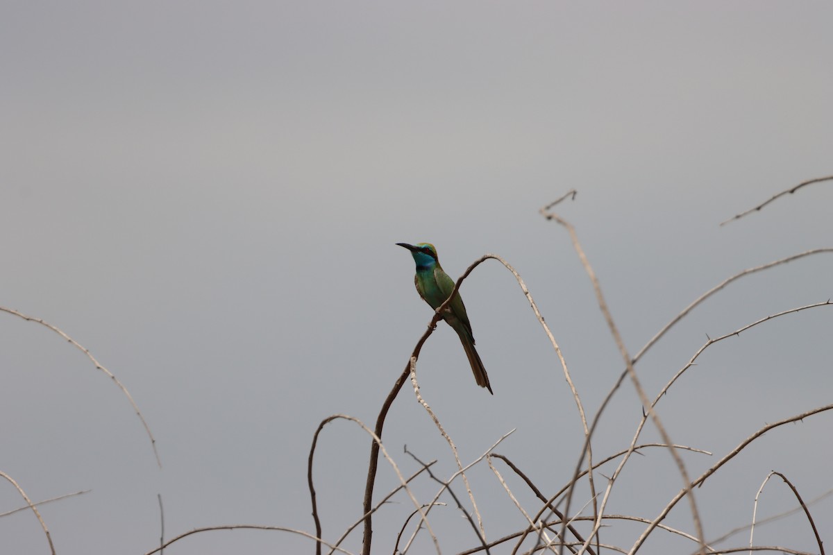 Arabian Green Bee-eater - ML617261414