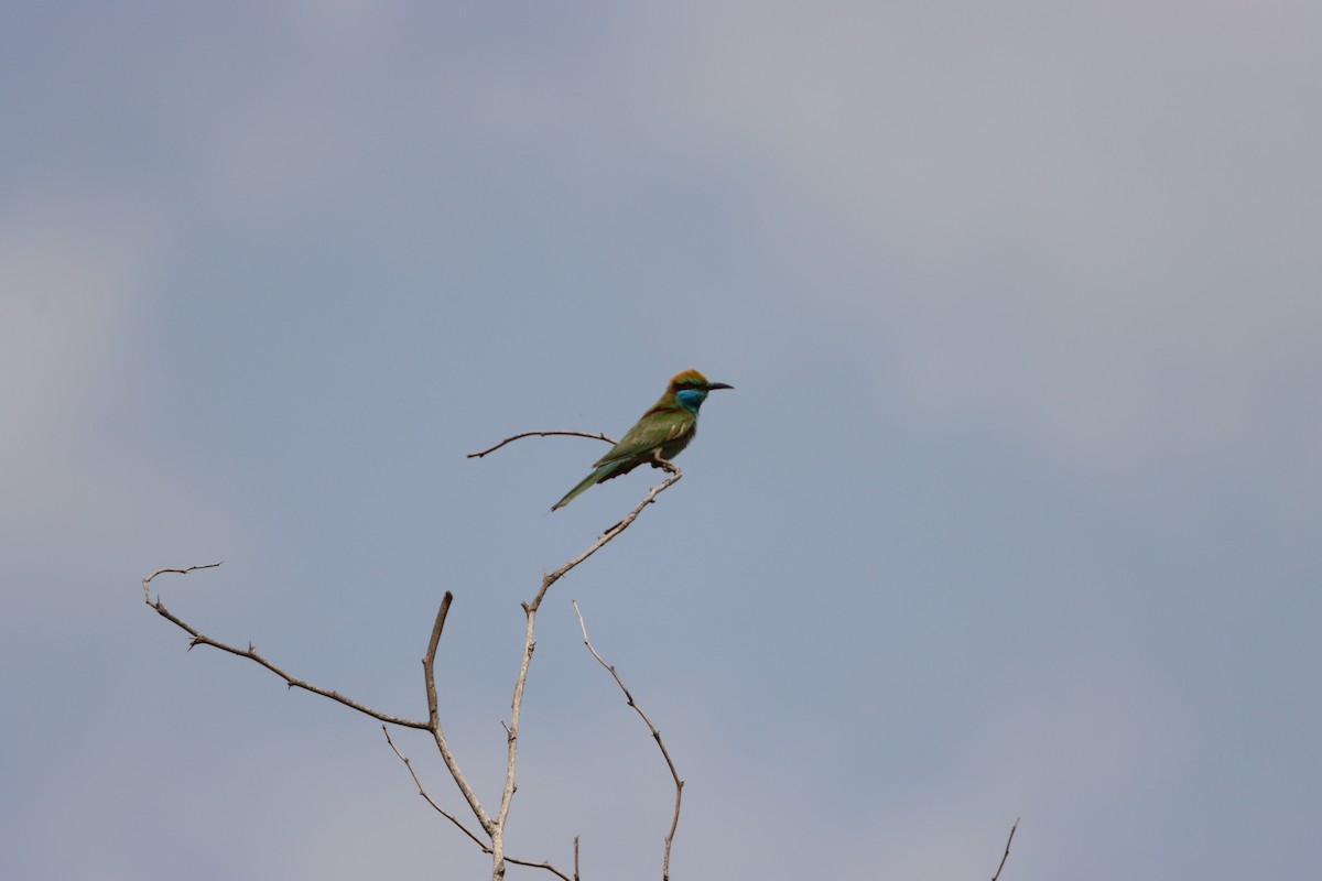Arabian Green Bee-eater - ML617261415