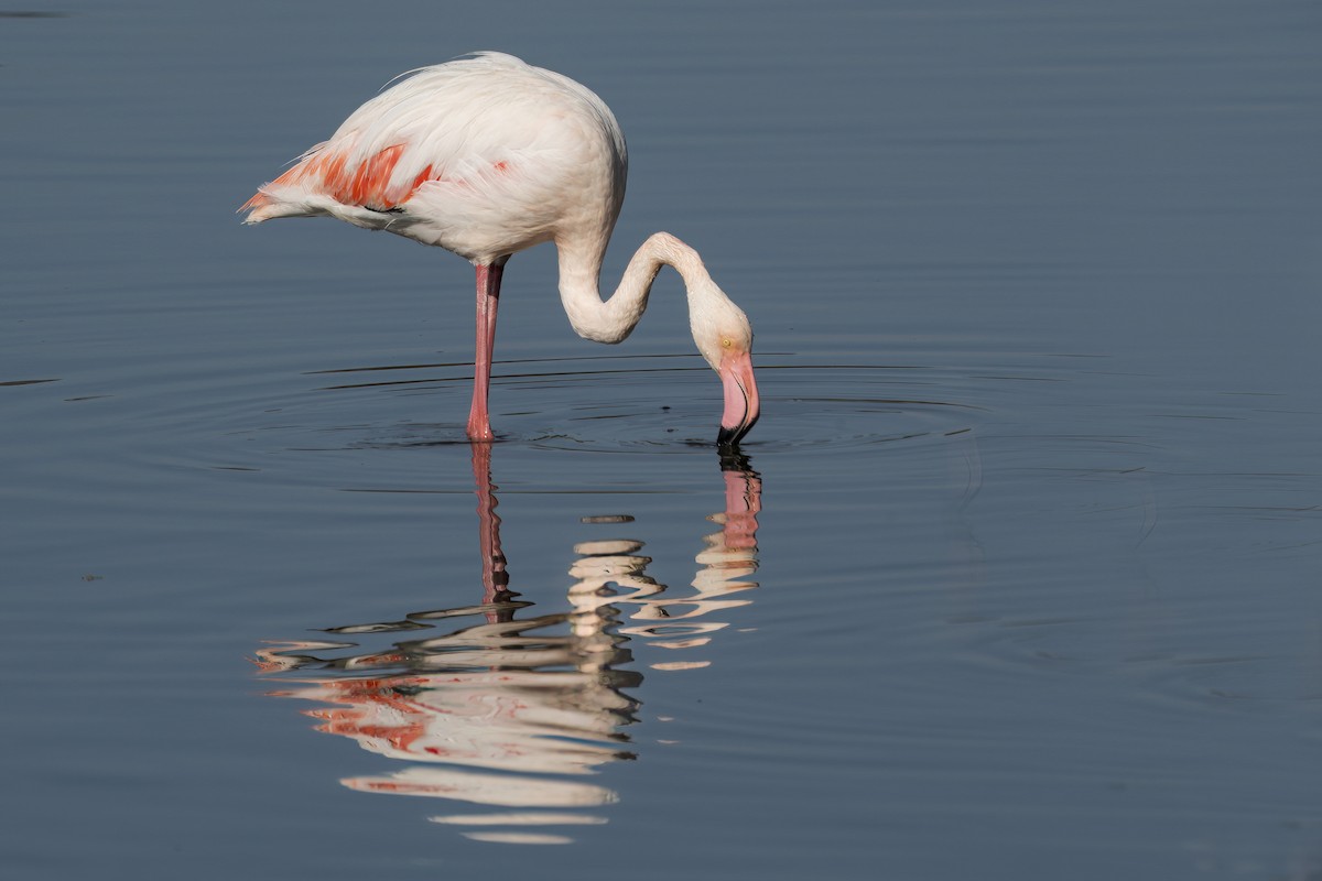 Greater Flamingo - ML617261438
