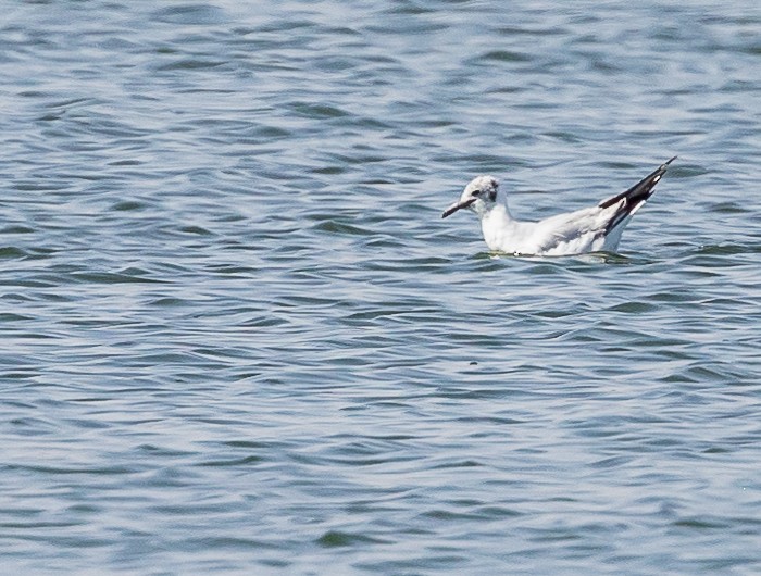Mouette rieuse - ML617261460