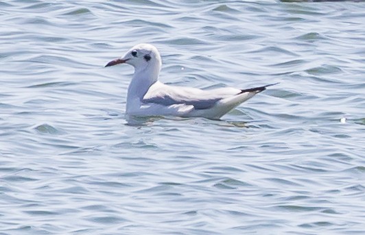 Mouette rieuse - ML617261461