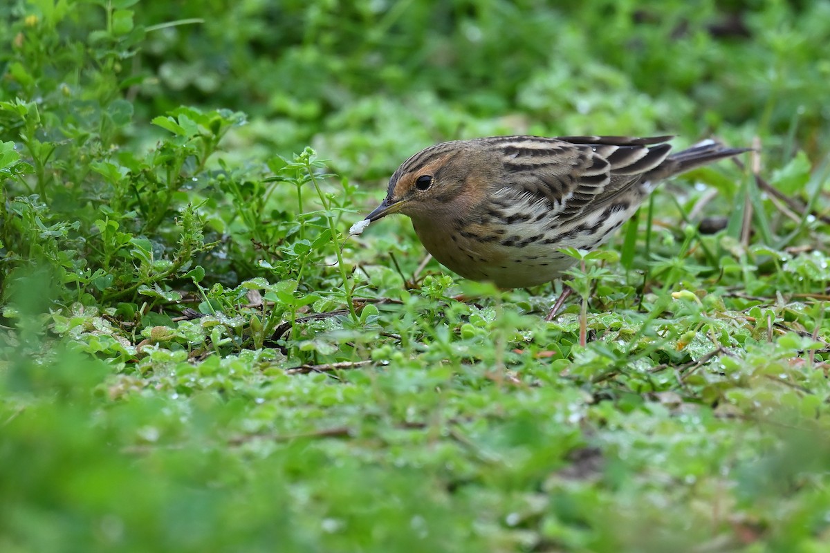 Red-throated Pipit - ML617261744