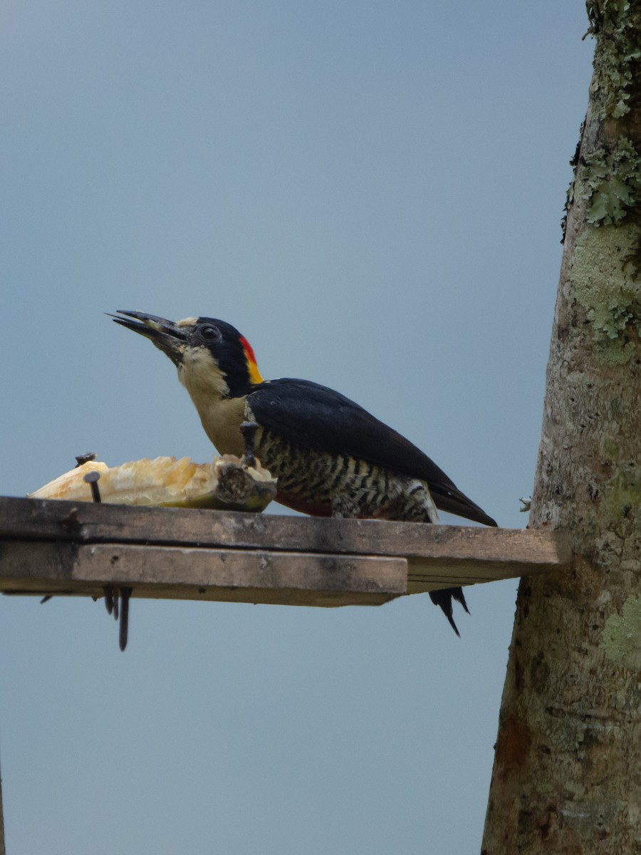 Beautiful Woodpecker - ML617261870