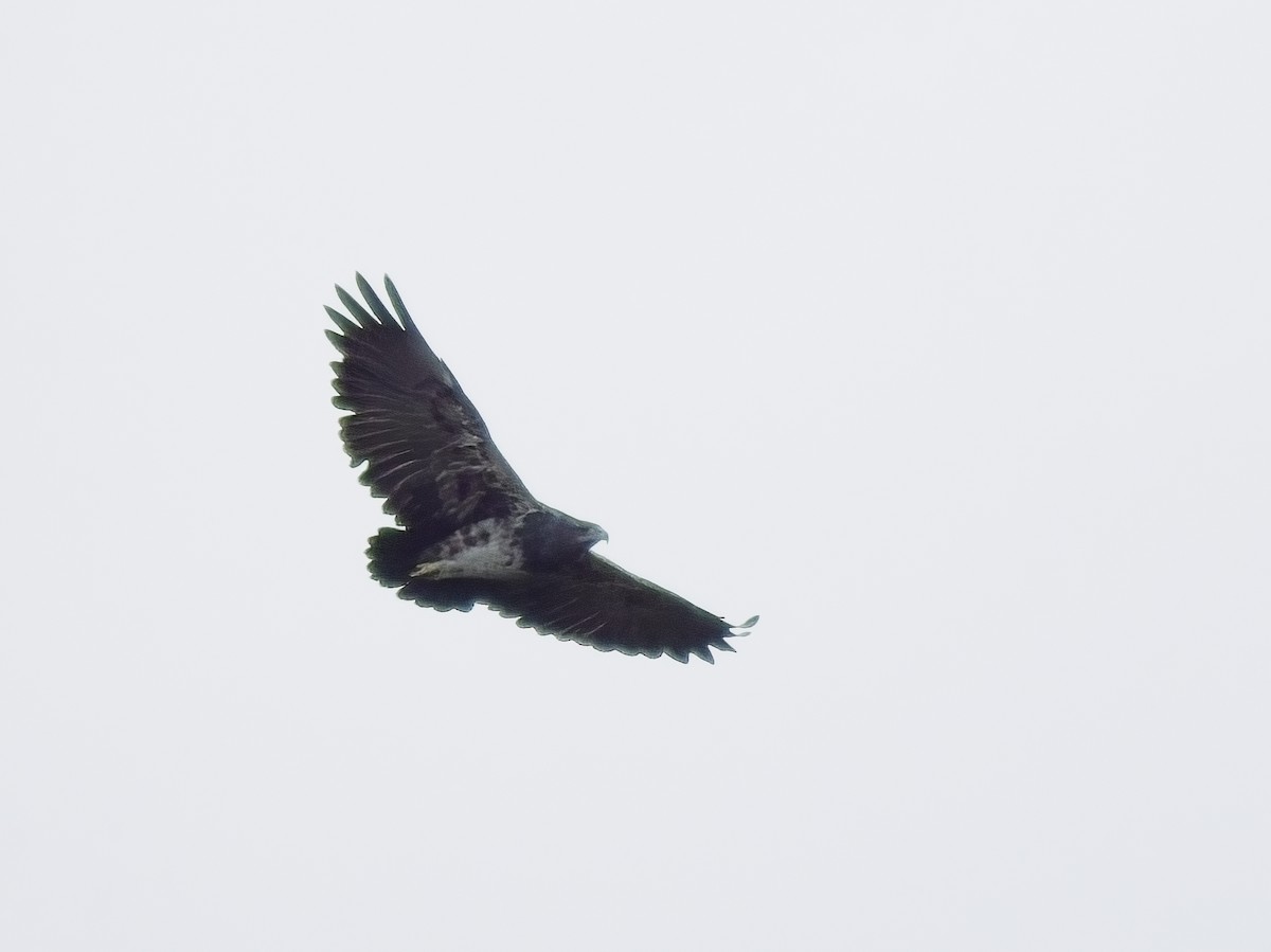 Black-chested Buzzard-Eagle - ML617261924