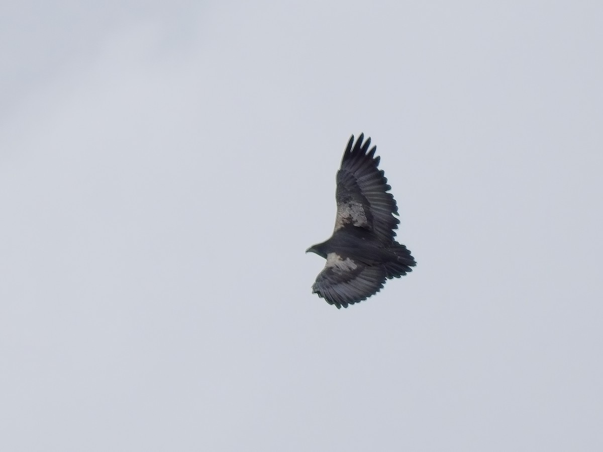 Black-chested Buzzard-Eagle - ML617261925