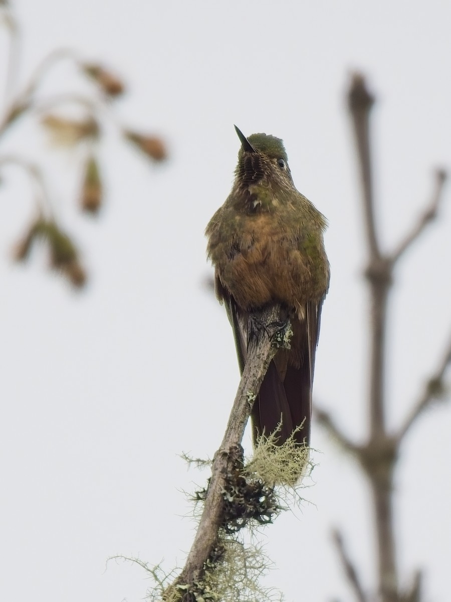 kolibřík hnědobrvý - ML617261936