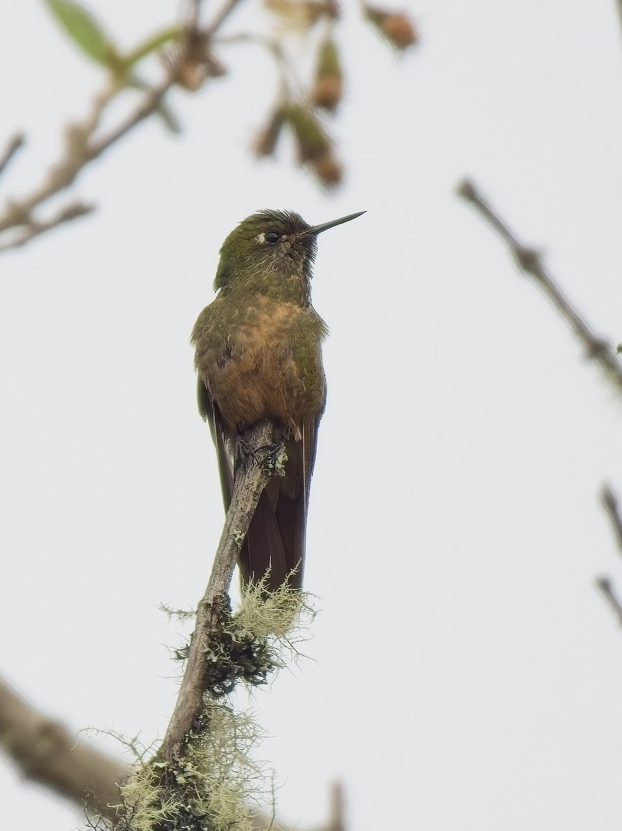 kolibřík hnědobrvý - ML617261937