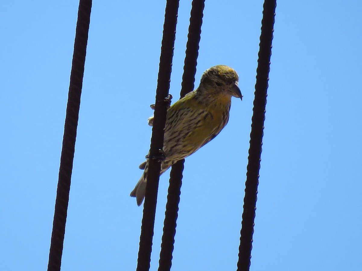 Red Crossbill (North African) - ML617261938