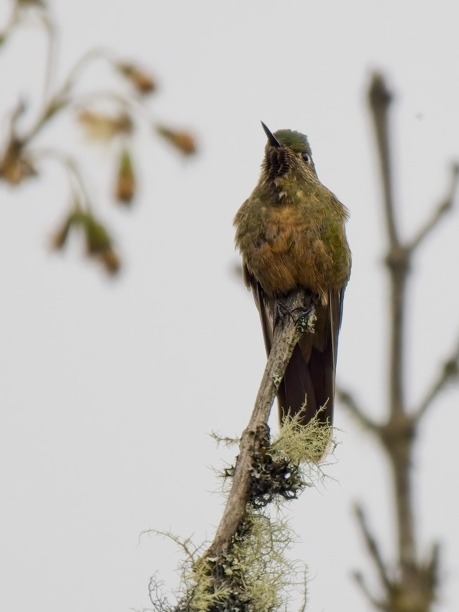 kolibřík hnědobrvý - ML617261940