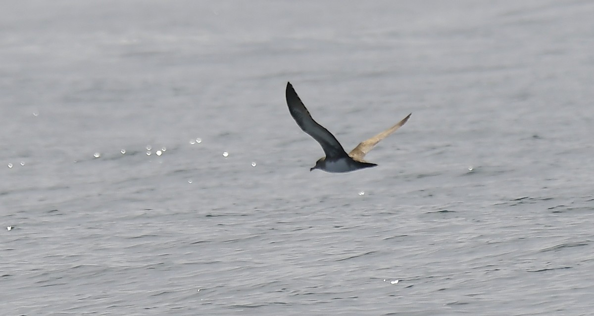 Pink-footed Shearwater - ML617261958