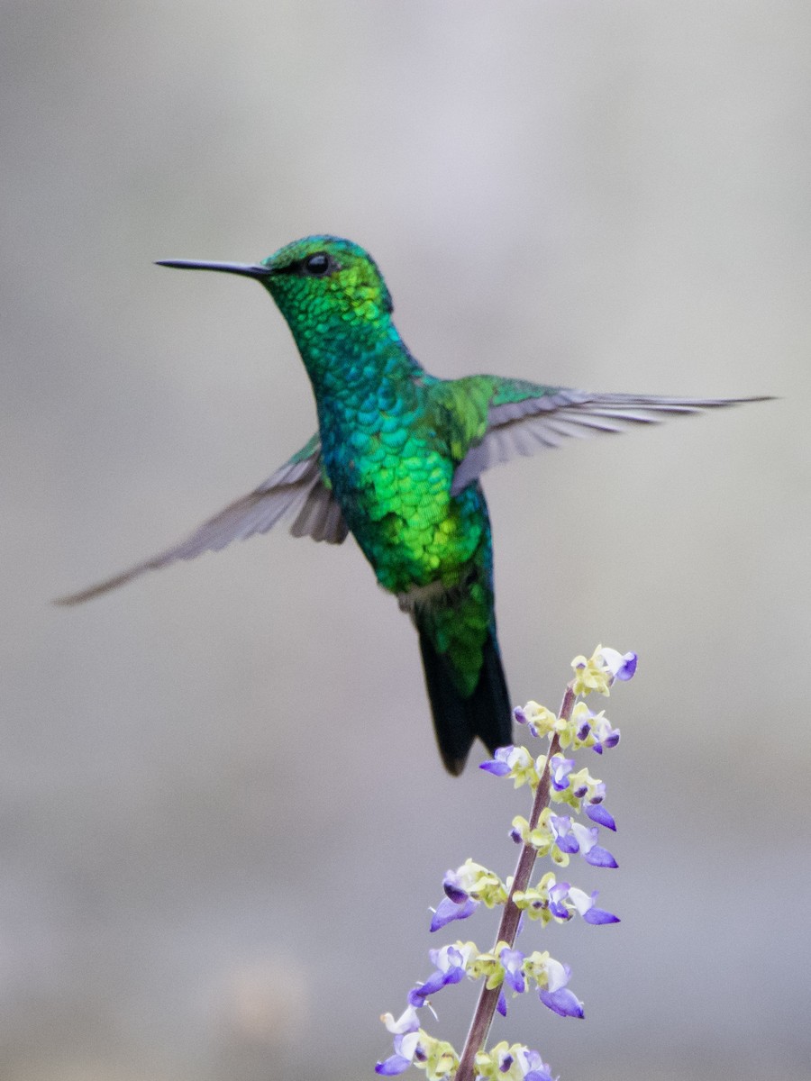 kolibřík blýskavý - ML617262074