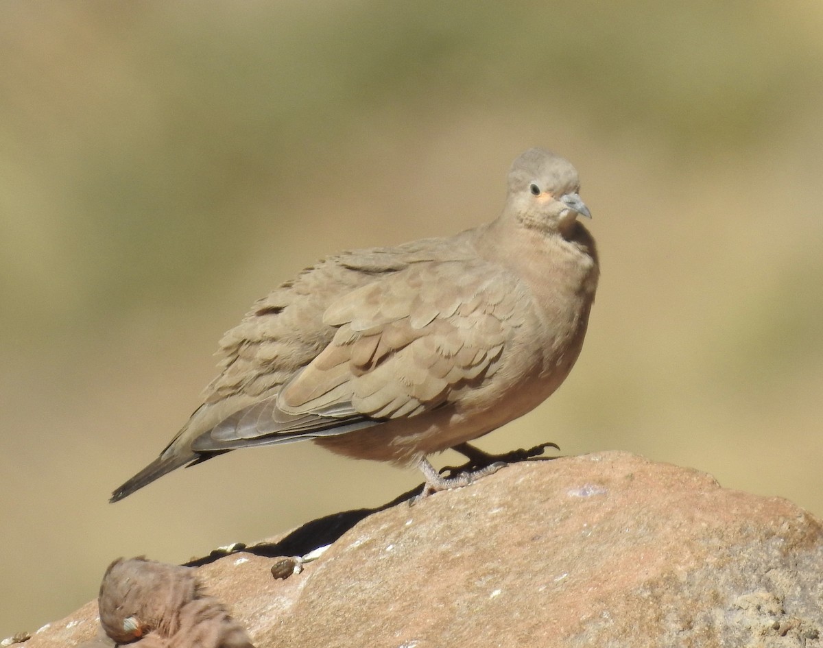 Black-winged Ground Dove - ML617262101
