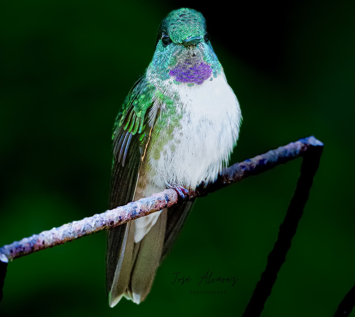 kolibřík vysočinný - ML617262214