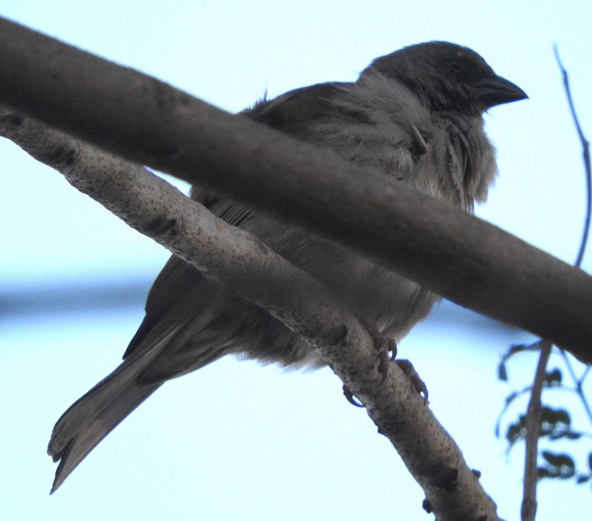 Swainson's Sparrow - Dieter Oschadleus