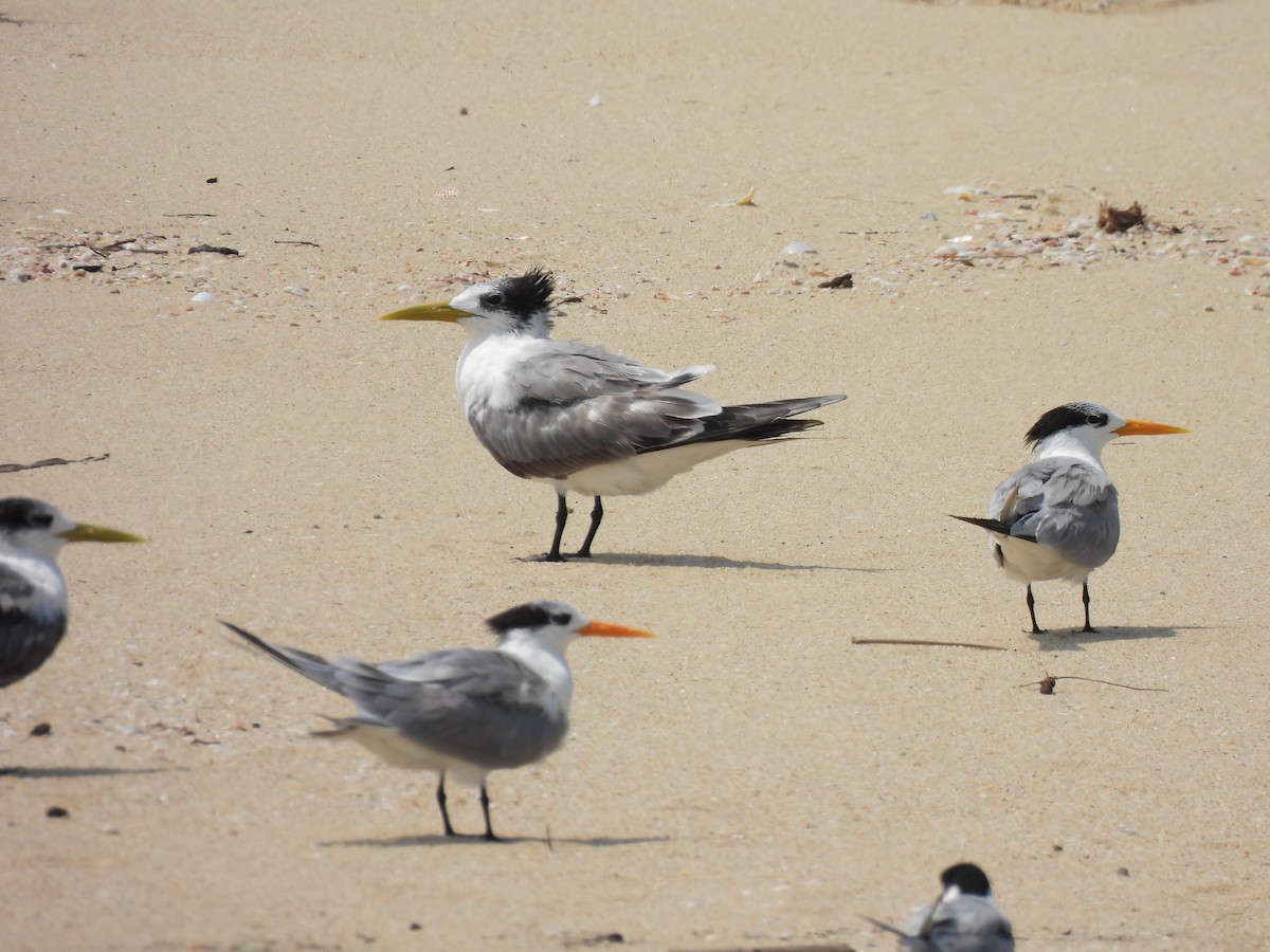 Great Crested Tern - ML617262273
