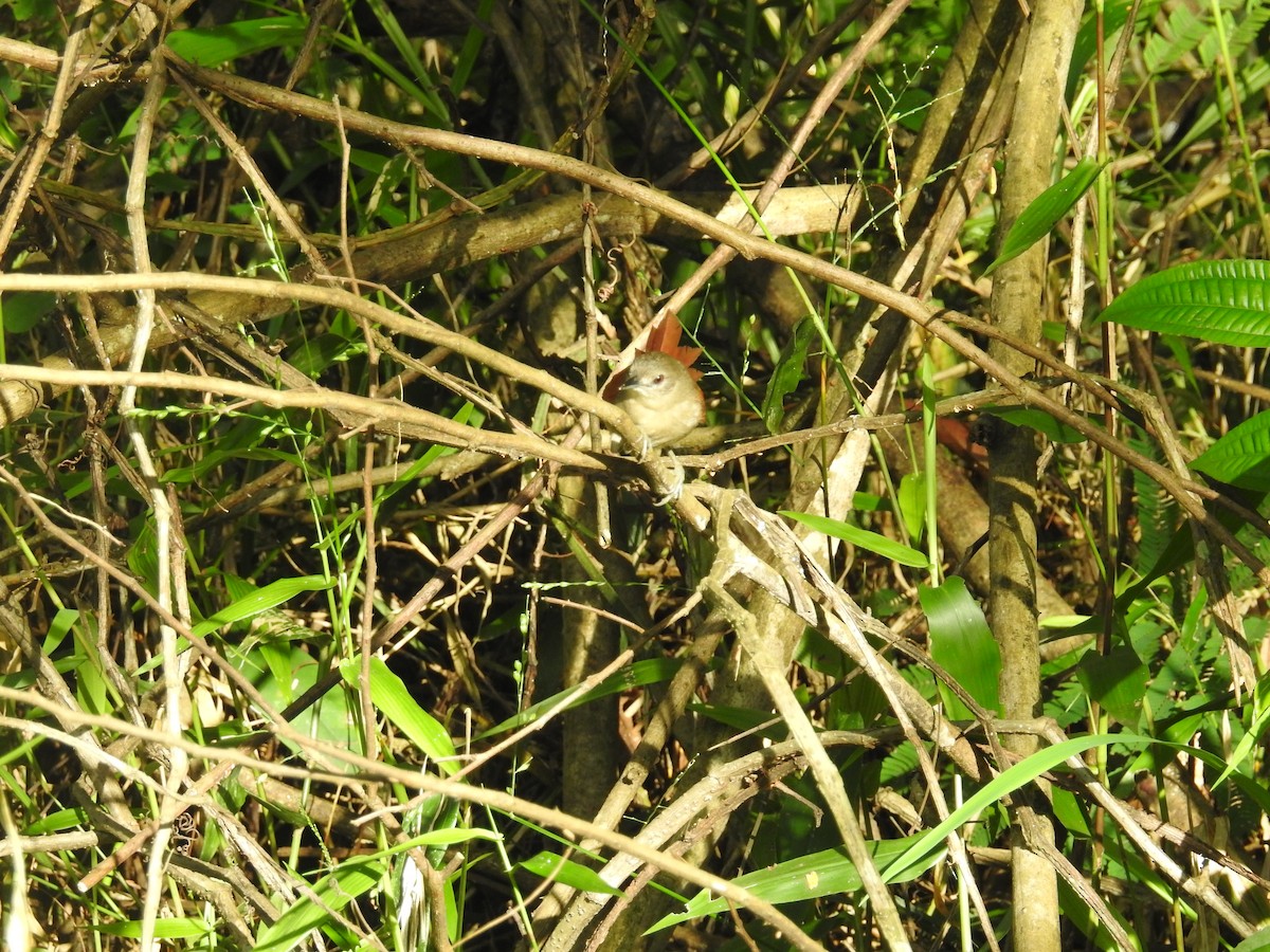 Plain-crowned Spinetail - ML617262425