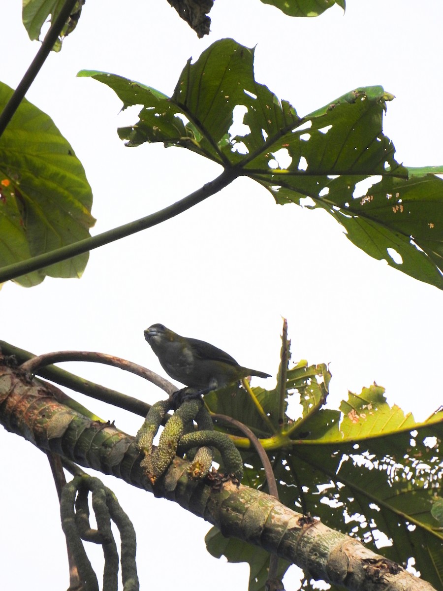 Golden-bellied Euphonia - Raul Afonso Pommer-Barbosa - Amazon Birdwatching