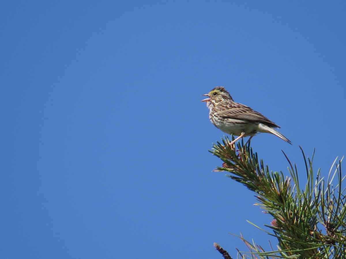 Savannah Sparrow - ML61726251