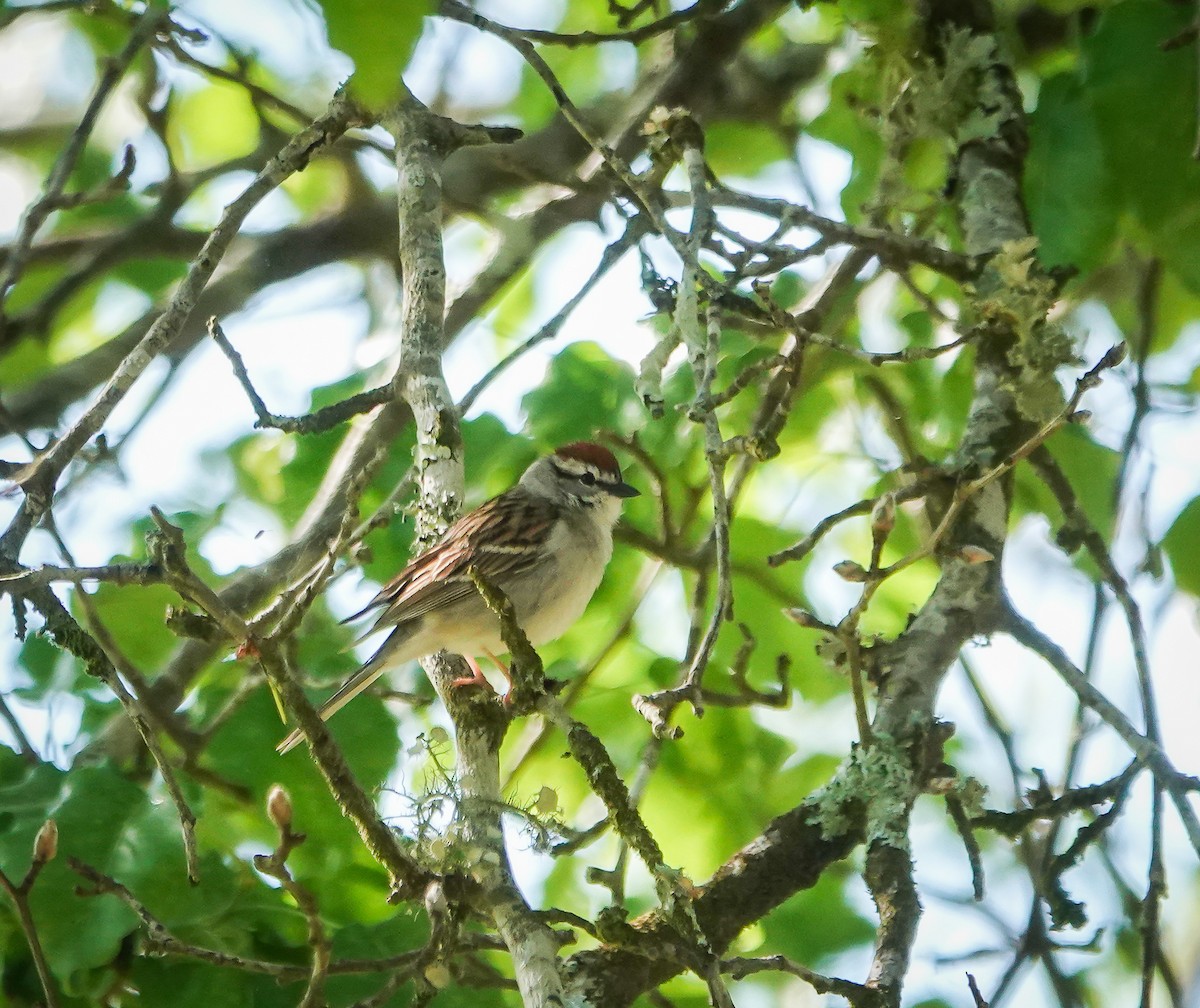 Chipping Sparrow - ML617262648
