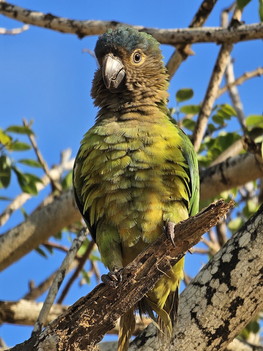Brown-throated Parakeet - ML617262687