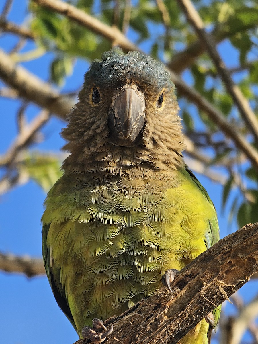 Brown-throated Parakeet - ML617262688