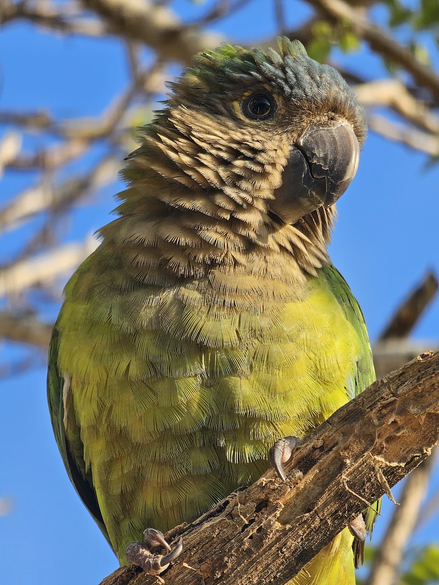 Brown-throated Parakeet - ML617262690