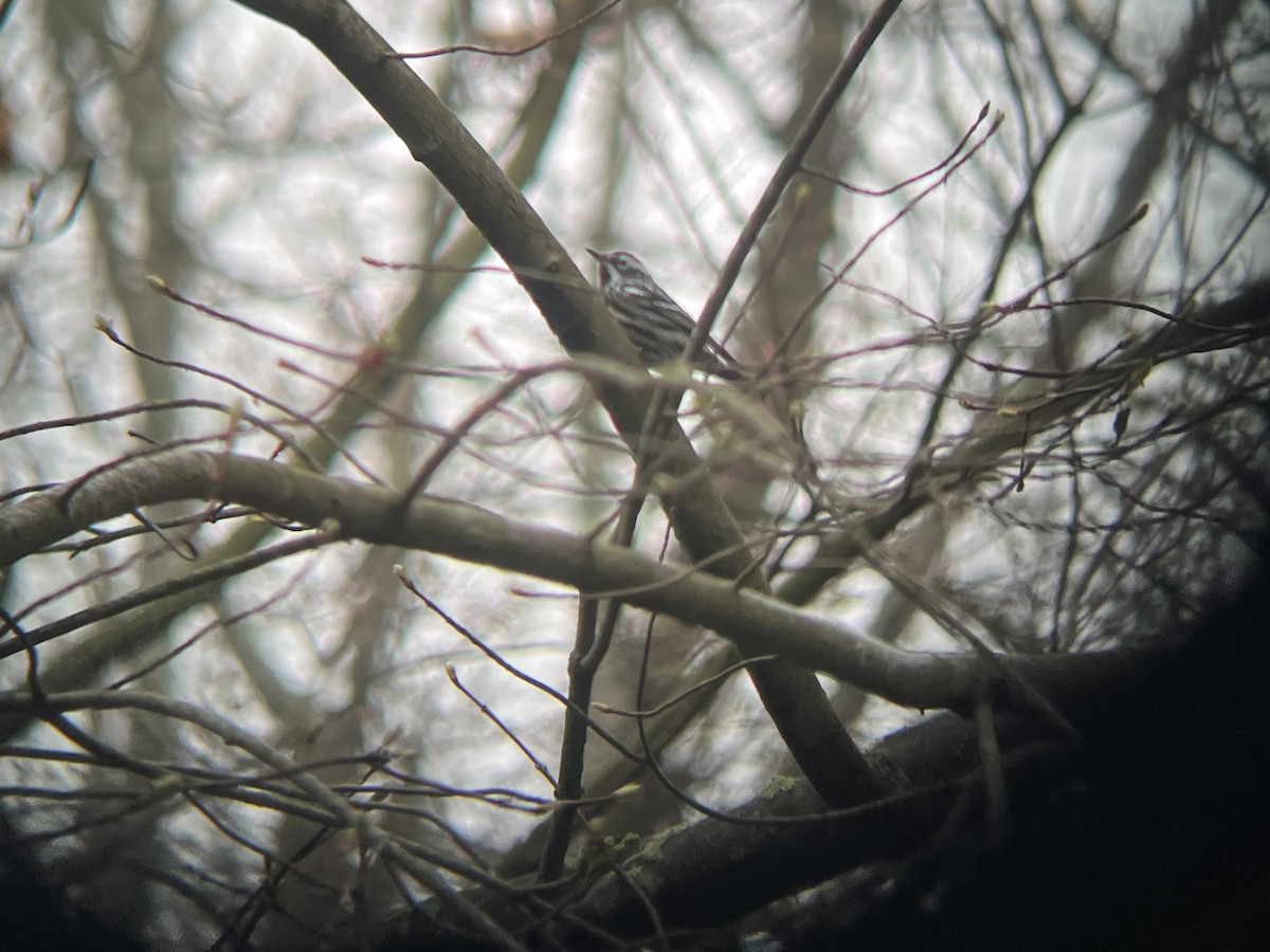 Black-and-white Warbler - ML617262724