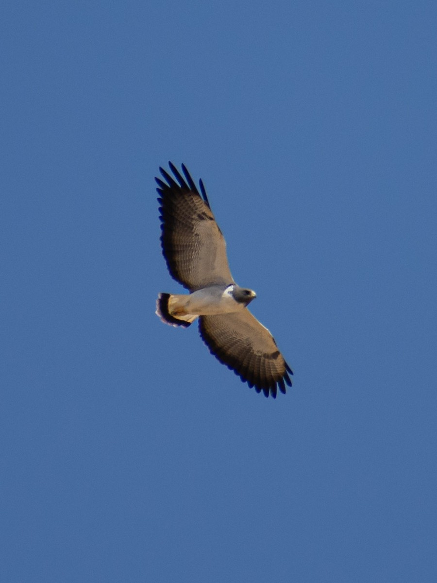 White-tailed Hawk - ML617262733