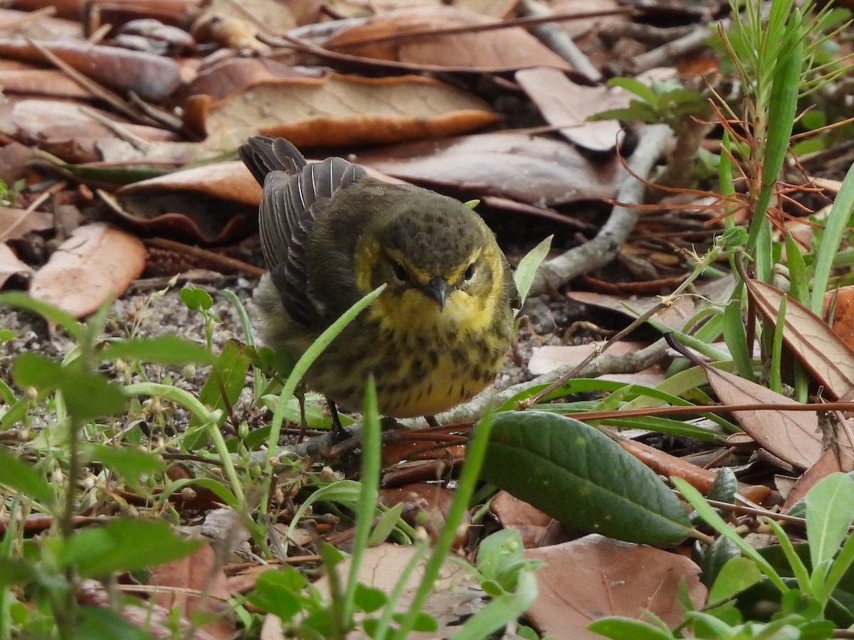 Cape May Warbler - ML617262750