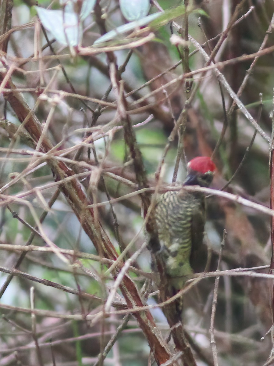 Yellow-vented Woodpecker - ML617262831