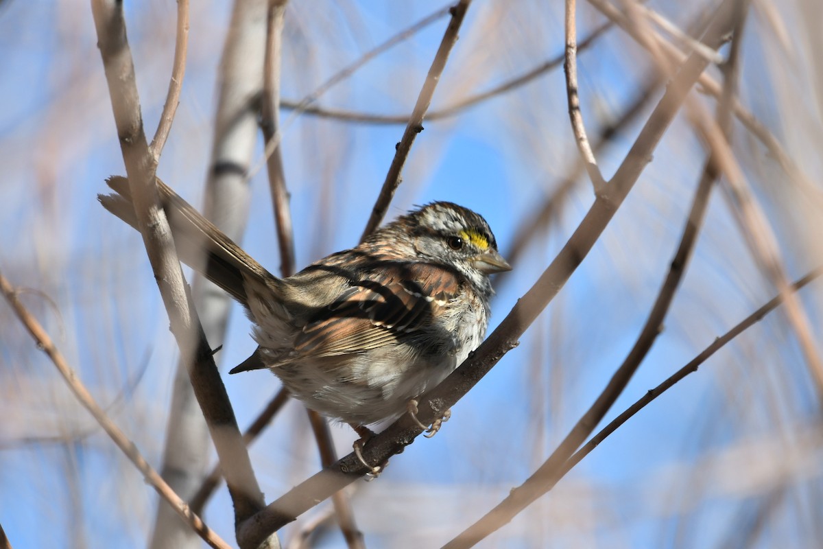 White-throated Sparrow - ML617262845