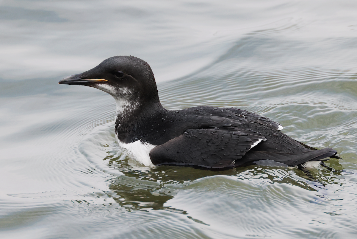 Thick-billed Murre - ML617262889