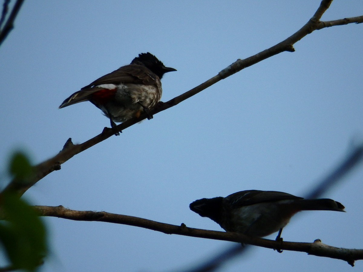 Red-vented Bulbul - ML617262892