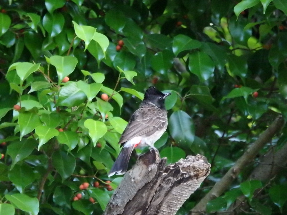 Red-vented Bulbul - ML617262897