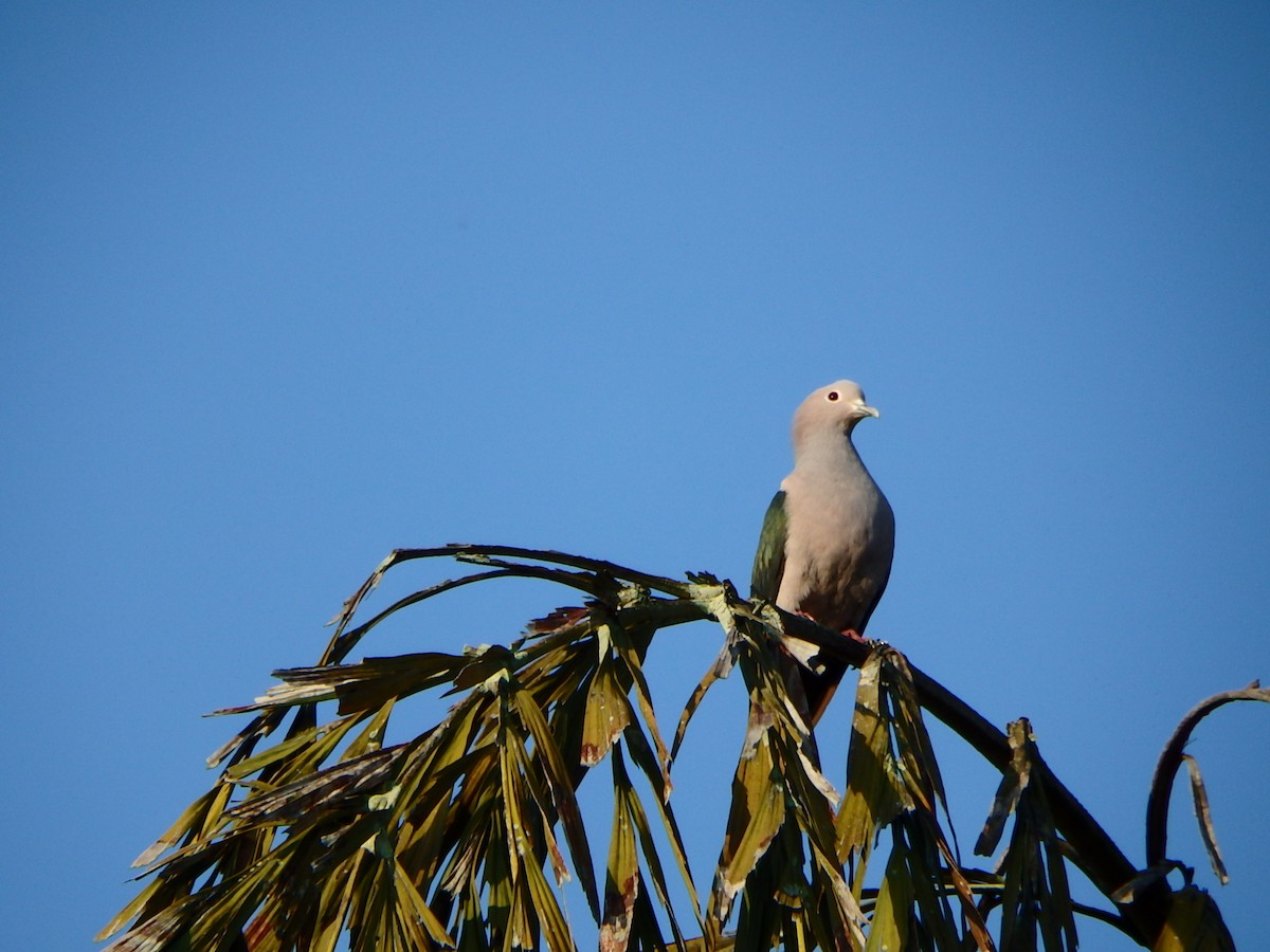 Green Imperial-Pigeon - ML617262902