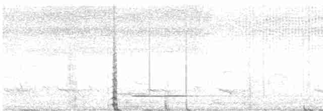 Thicket Tinamou - ML617262935