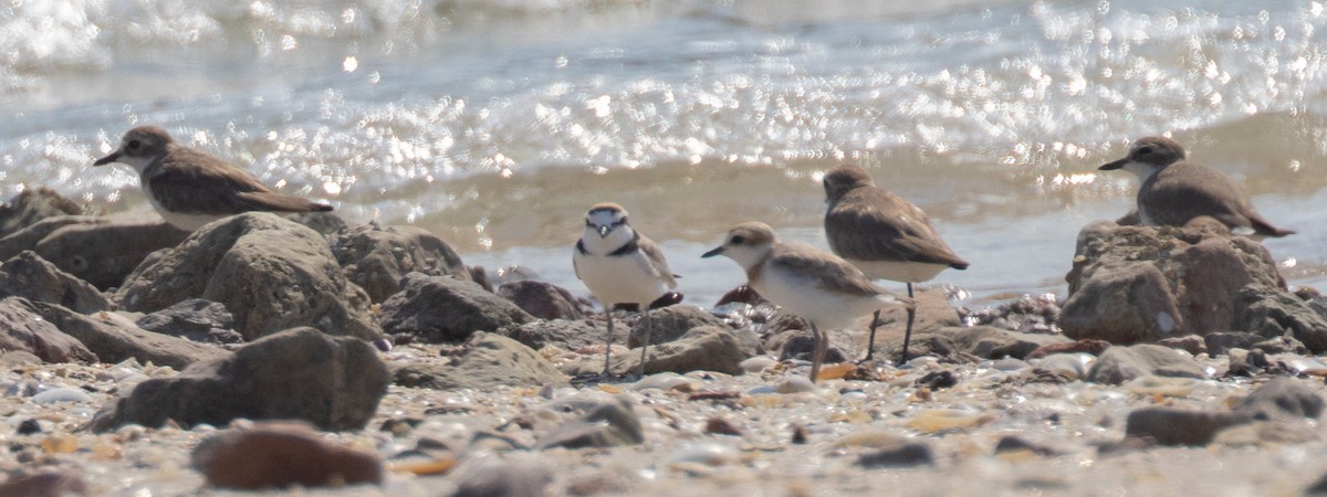 Malaysian Plover - Dixie Sommers