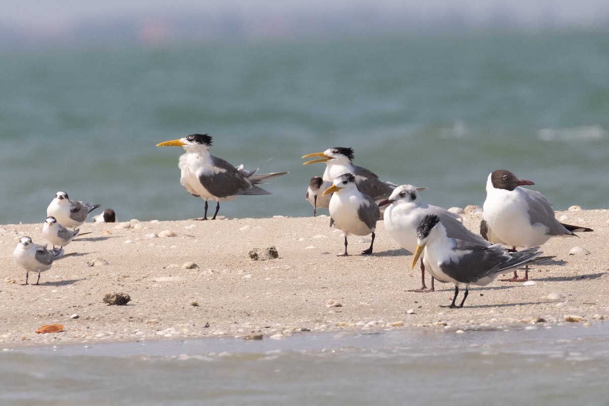 Great Crested Tern - ML617263014