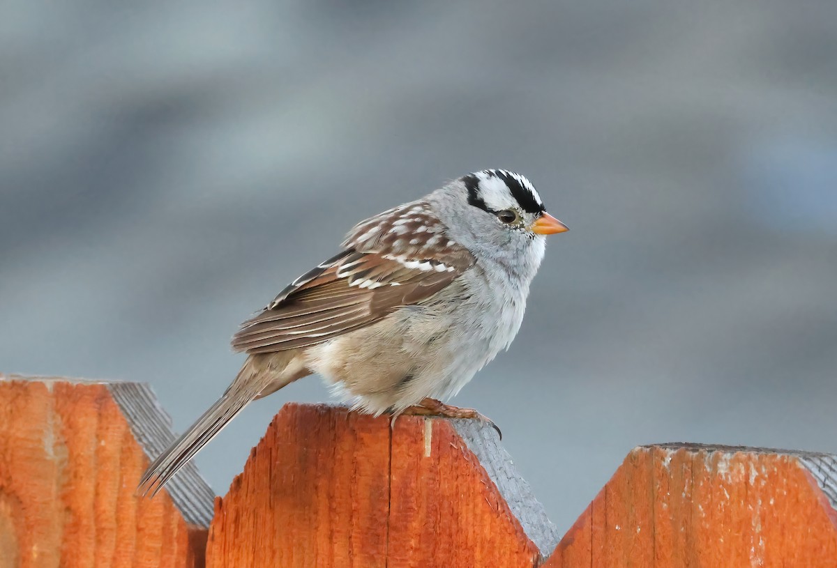 White-crowned Sparrow (Gambel's) - ML617263078