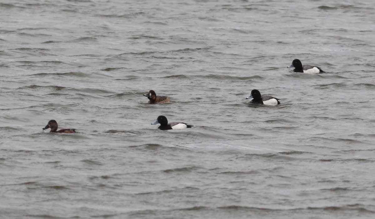 Greater Scaup - ML617263089