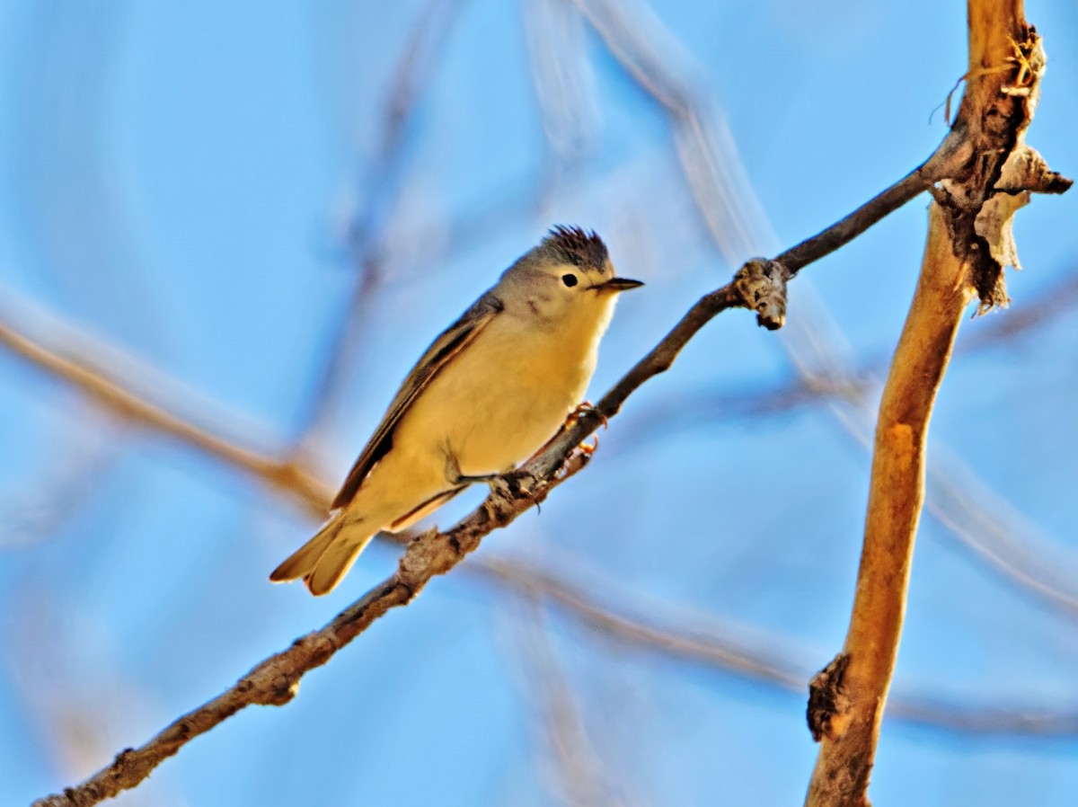 Lucy's Warbler - ML617263090