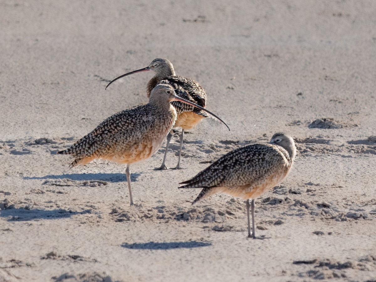 Long-billed Curlew - ML617263255