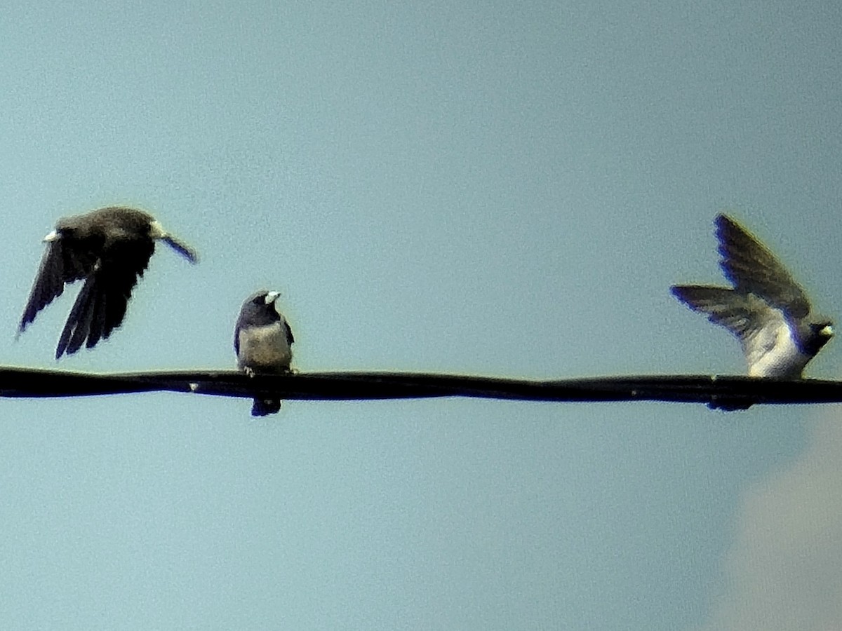 White-breasted Woodswallow - ML617263322
