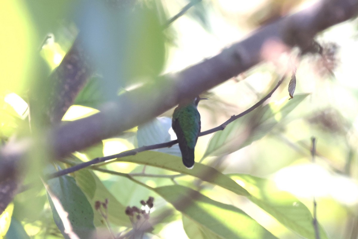 Emerald-chinned Hummingbird - Charles Davies