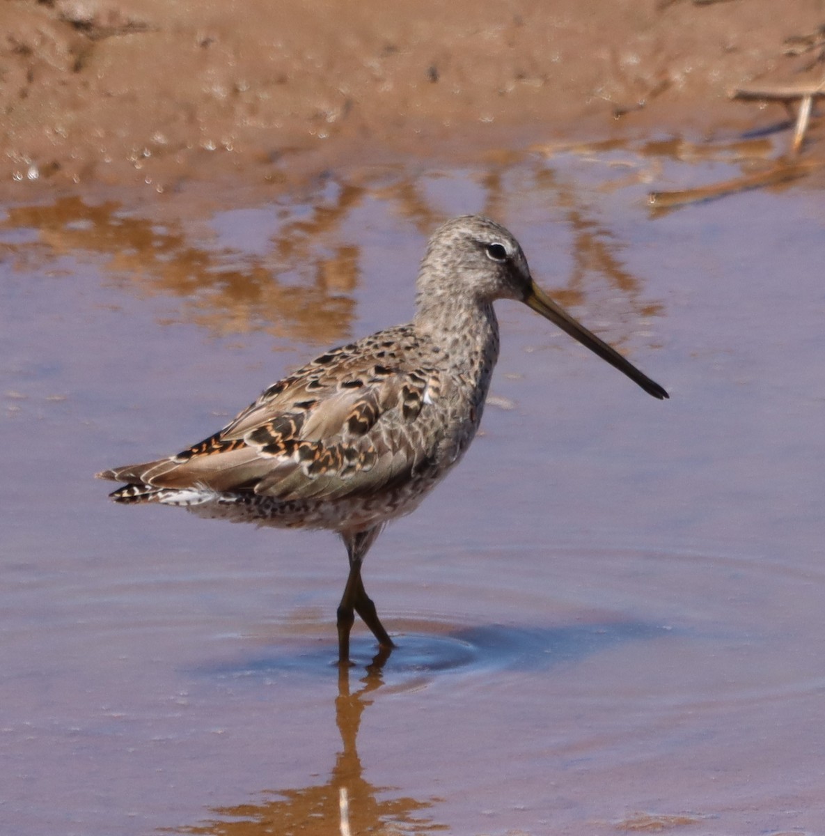 Long-billed Dowitcher - ML617263333