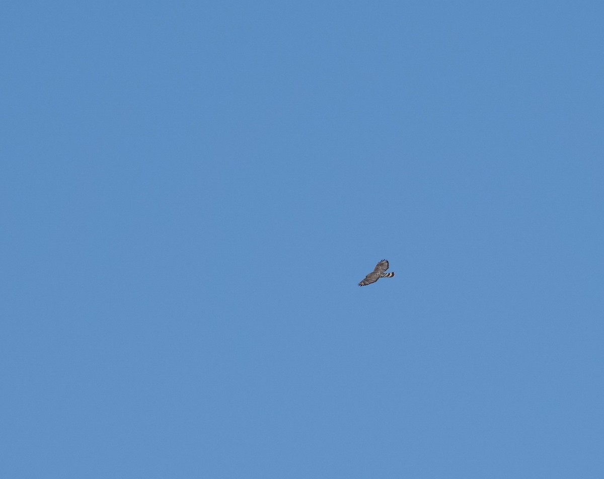 Broad-winged Hawk - ML617263410